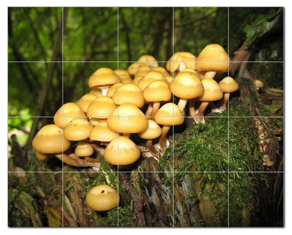 Mushroom Ceramic Tile Mural Kitchen Backsplash Bathroom Shower, 401214-S54 1 Mushroom Ceramic Tile Mural Kitchen Backsplash Bathroom Shower, 401214-S54